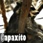 apaxito